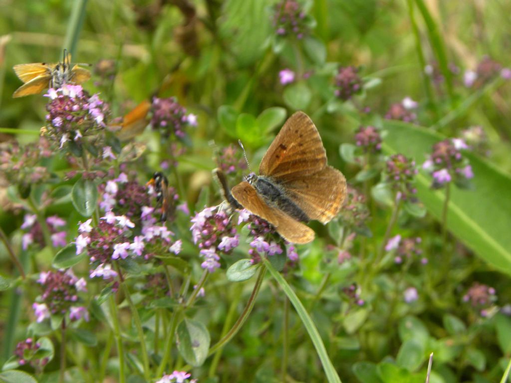 identificazione farfalla